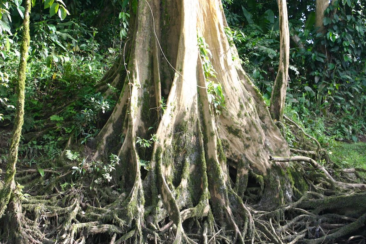 Tree Roots on the Sarapiqui River