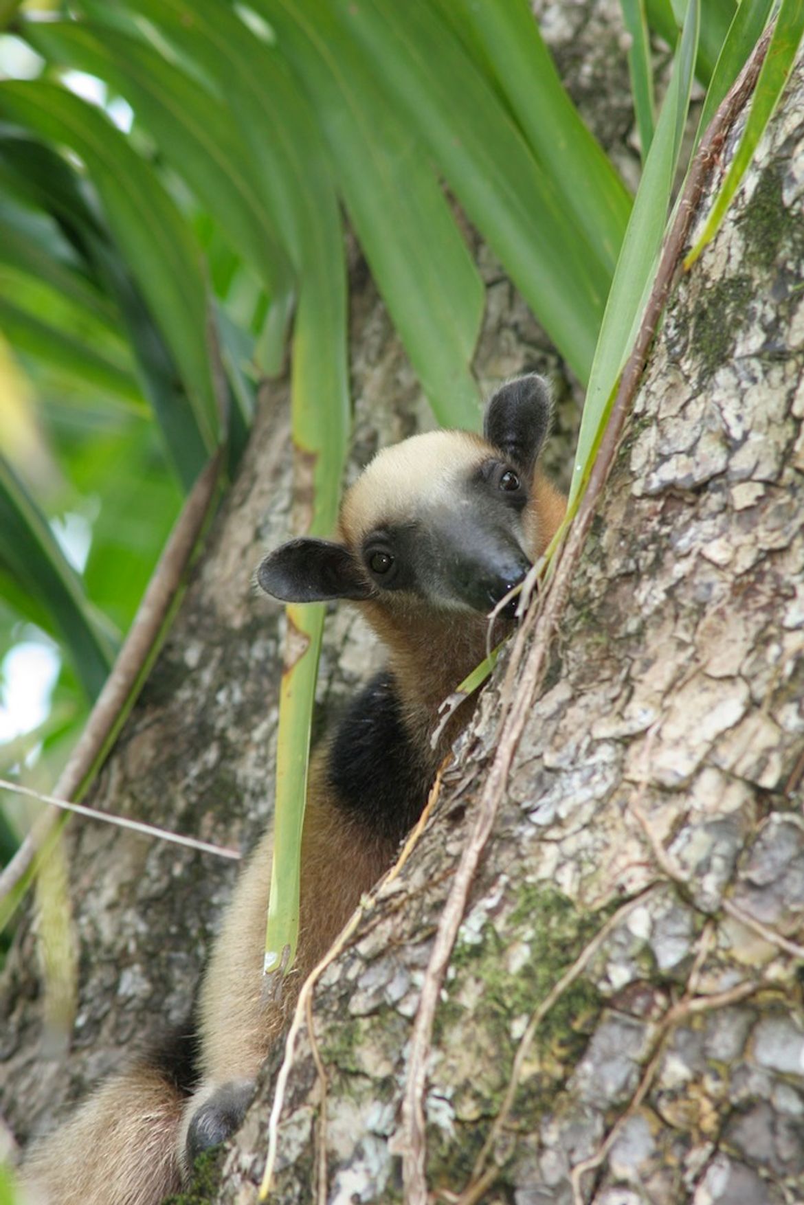 Corcovado National Park Anteater