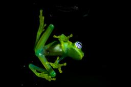 glass frog sticked to a window monteverde