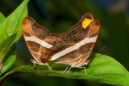 butterflies mating on leaf monteverde