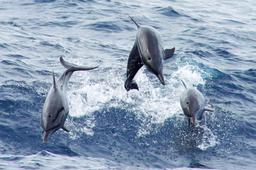 three dolphins jumping front view