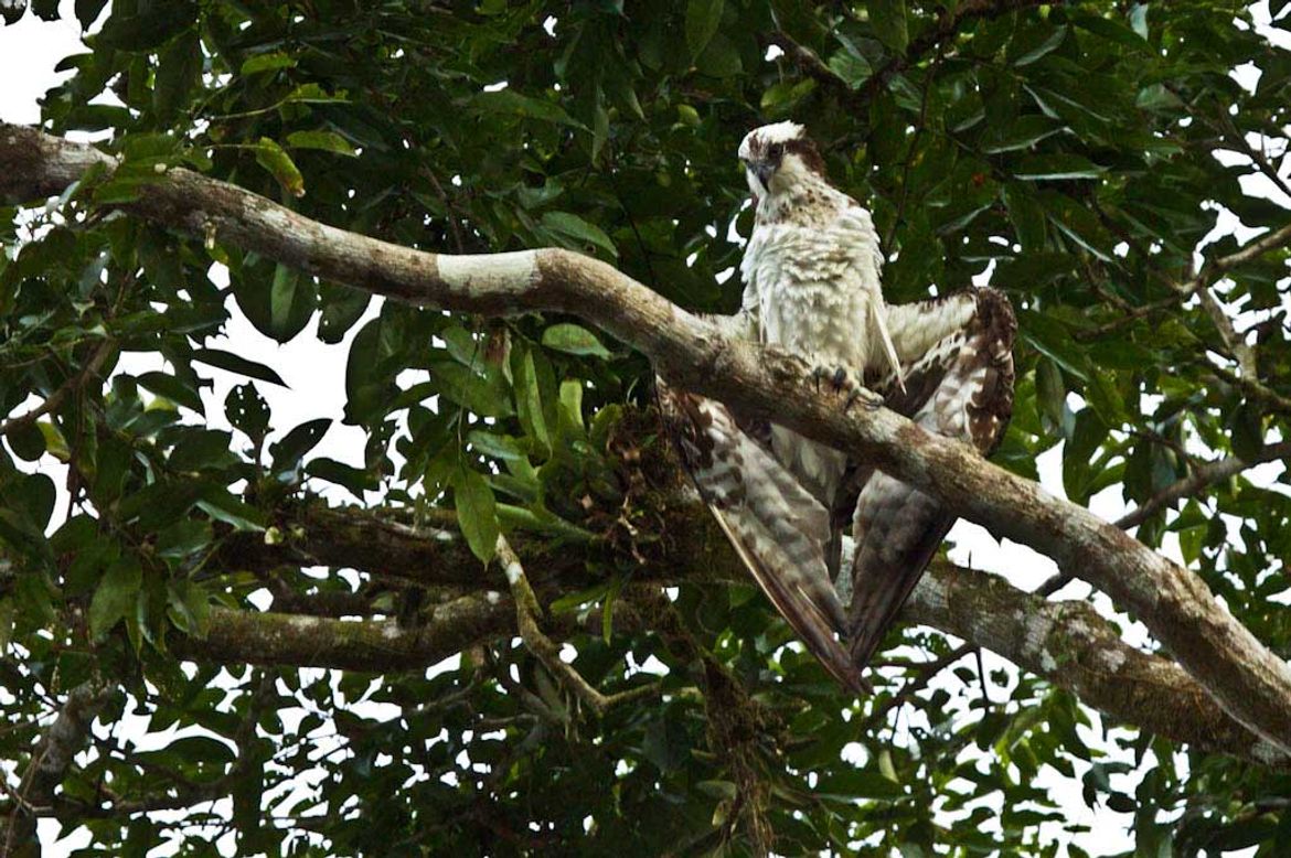 Osprey Eagle in Tortuguero