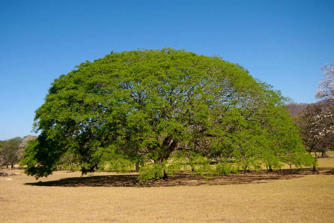 Guanacaste Tree in Nicoya