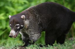 coati papagayo roaming around hotel