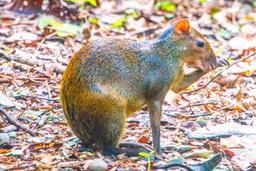 manuel antonio national park tour agouti 2