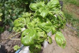basil tierrayfuego 20