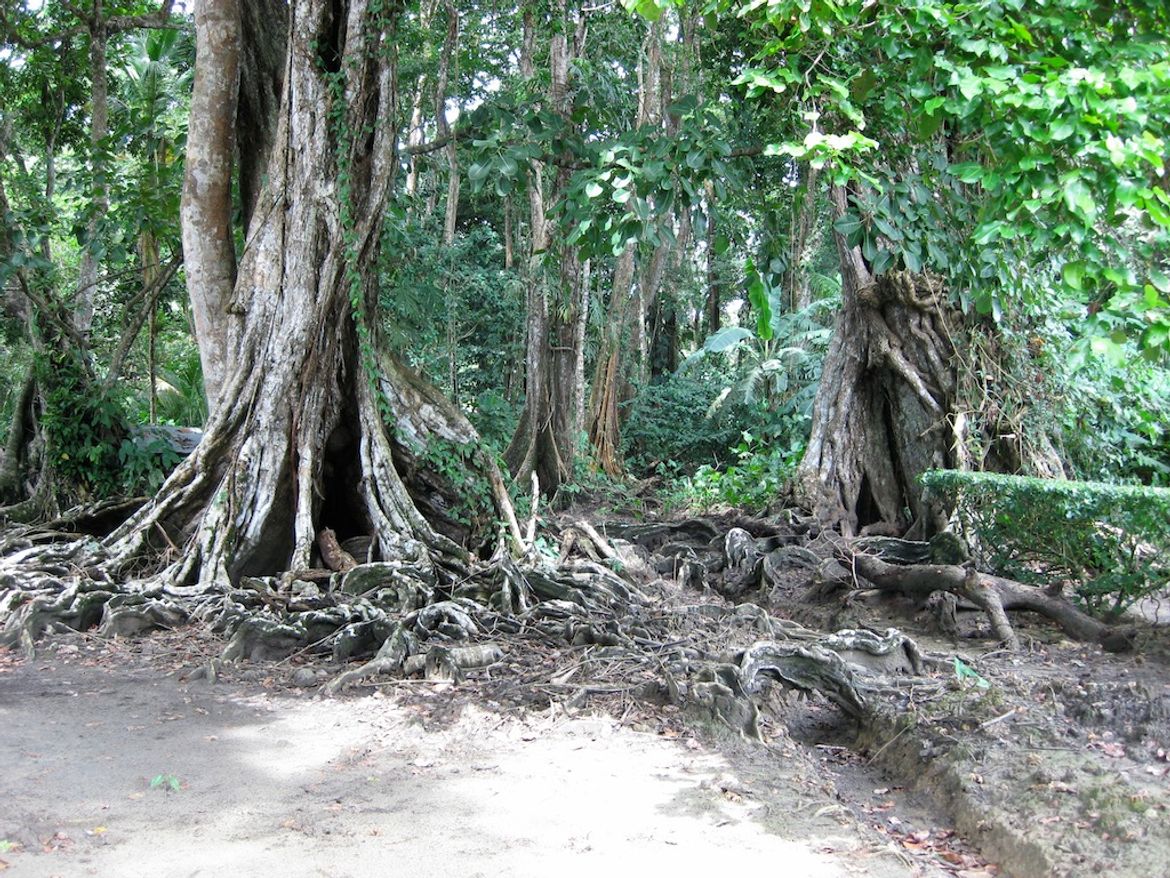 Tropical Rainforest at Punta Uva