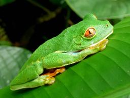 red eye green tree frog tortuguero 21