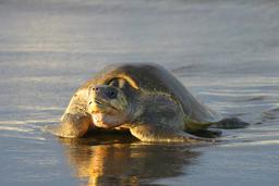 olive ridley sea turtle 2