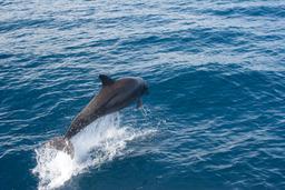 dolphins jumping back view