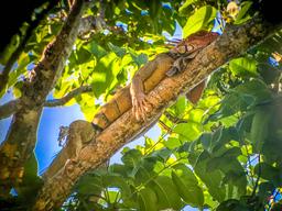 green iguana manuel antonio national park