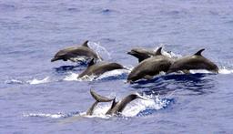 dolphins jumping side view
