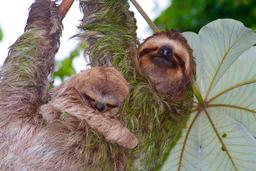 sloths on cecropia tree manuel antonio