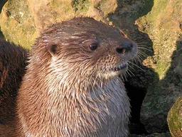 river otter