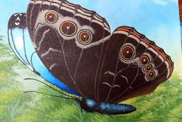 morpho morpho 7