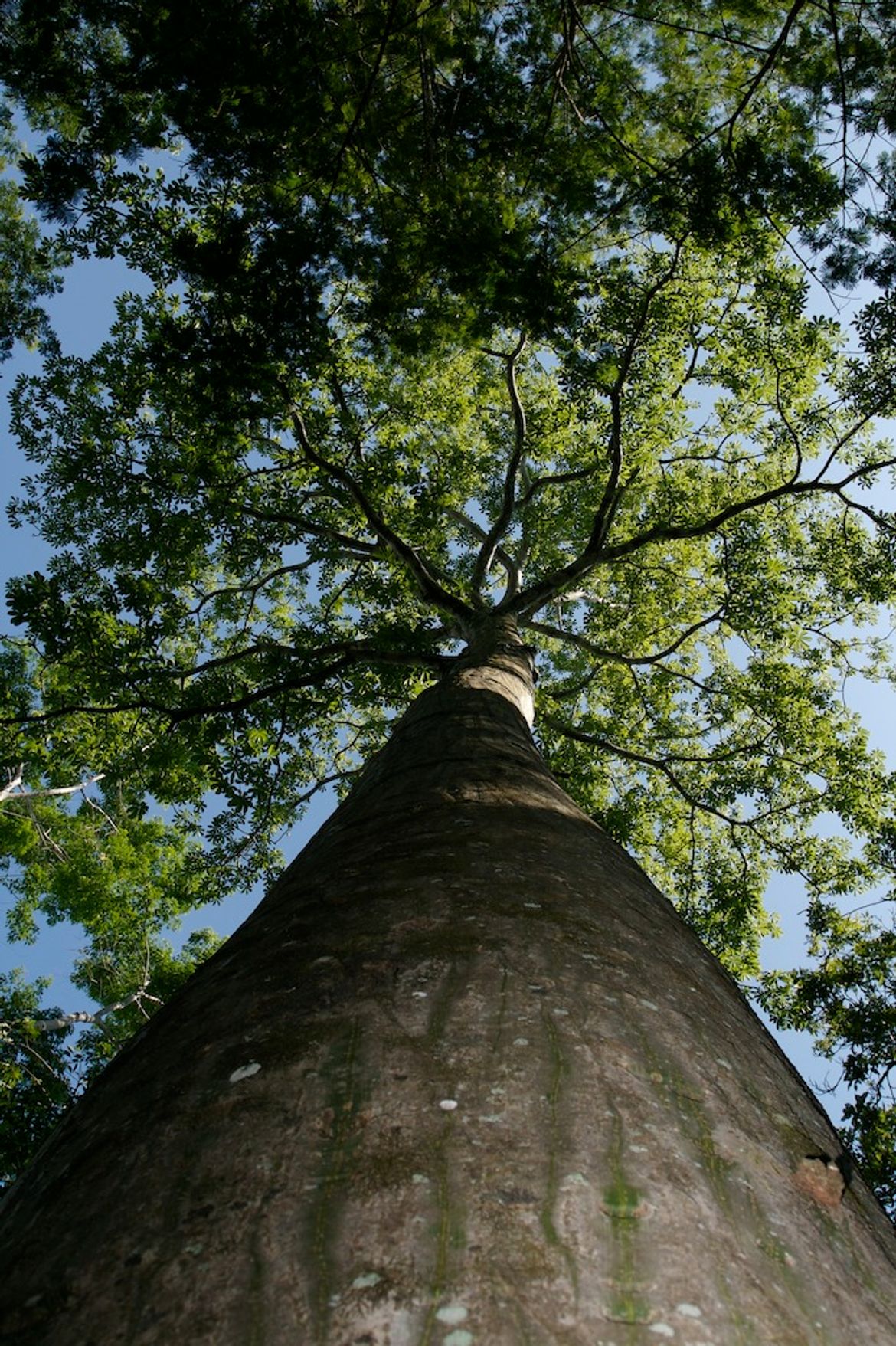 Giant Ceiba Tree in Puerto Jimenez