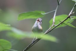 tanager bird front beak open 3