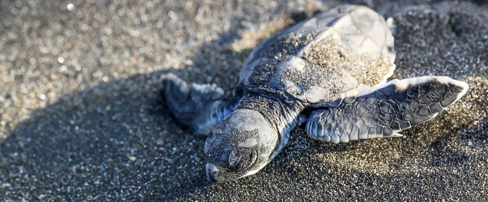 tortuguero destination baby turtle 1