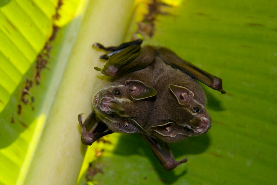 Leaf-chinned Bats in Tortuguero