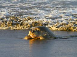 olive ridley sea turtle coming out of the ocean ostional beach