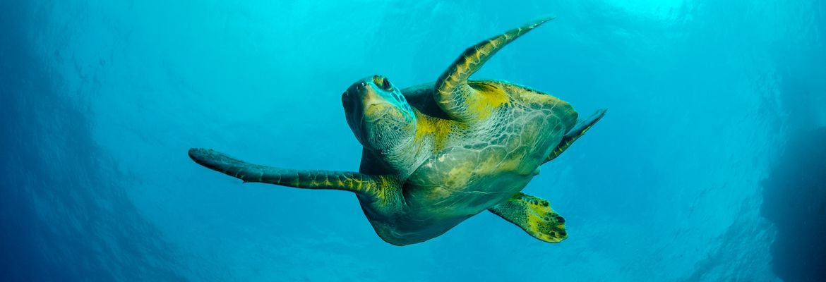 green sea turtle swimming in the ocean cocos island