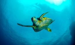 green sea turtle swimming in the ocean cocos island