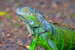 green iguana profile palo verde national park