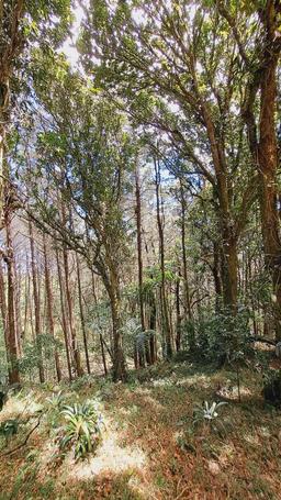 lots in the mountains of cartago for sale view 002