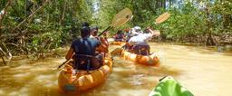 manglar isla mangrove kayak going in 1