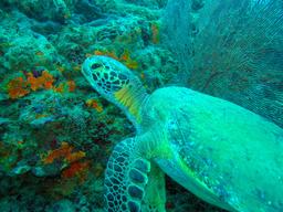 pacific green sea turtle in front of coral reef