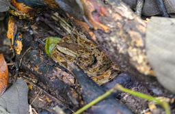 fer de lance at sirena ranger station corcovado national park 6