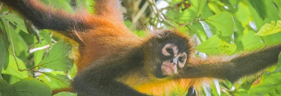 spider monkey corcovado national park la leona station costa rica