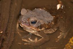 cane toad body inside the water tortuguero