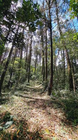 lots in the mountains of cartago for sale view 009