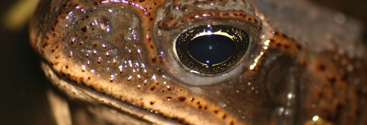 bufo toad eye closeup barra del colorado