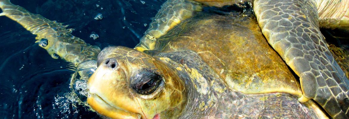 olive ridley turtles mating ocean coco beach 3