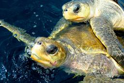olive ridley turtles mating ocean coco beach 3