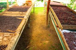 cacao seeds on drying rooms finca kobo chocolate tour