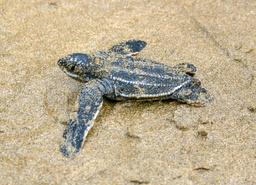 one baby leatherback turtle sprinting to the ocean at playa bonita limon