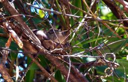 manglar isla mangrove kayak boa constrictor 4