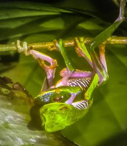 red eye green tree frog mating la leona nightwalk costa rica 4