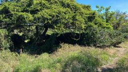coffee estate construction site in santo domingo view 008