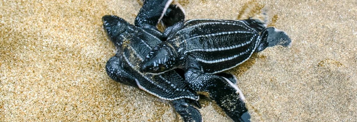 baby leatherback sea turtles playa bonita limon