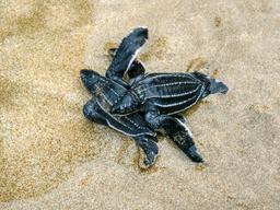 baby leatherback sea turtles playa bonita limon