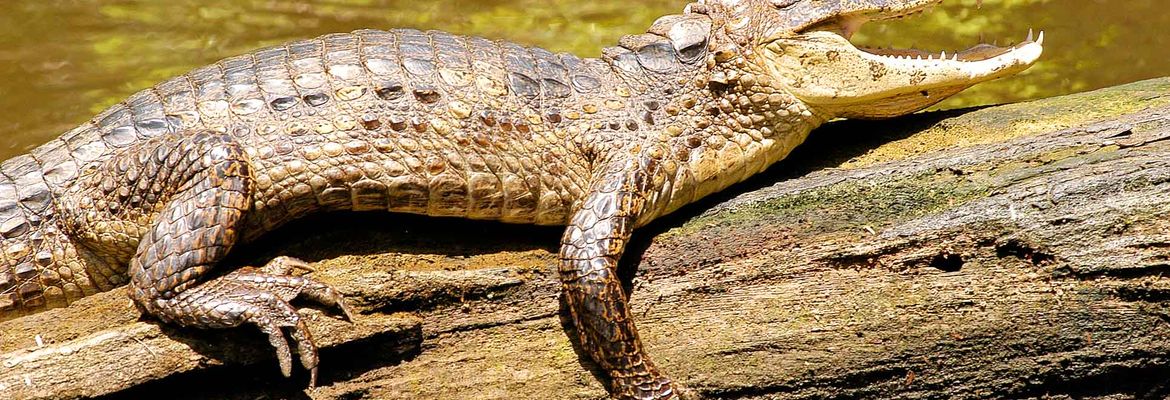 caiman tortuguero 2