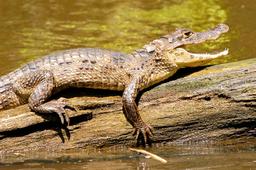 caiman tortuguero 2