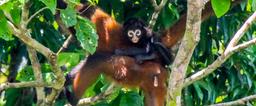 spider monkey with baby on her back san pedrillo ranger station corcovado national park