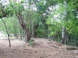 land for development near the beach in guanacaste view 009