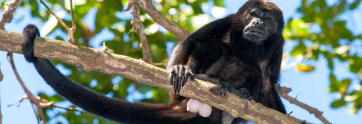 howler monkey on a branch at cabo blanco reserve