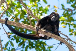 howler monkey on a branch at cabo blanco reserve